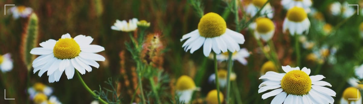 Chamomile