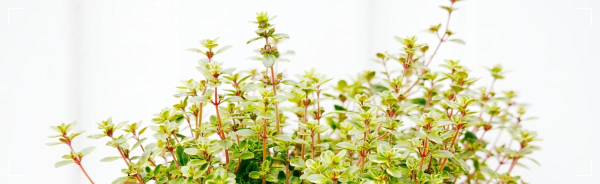 Thyme
