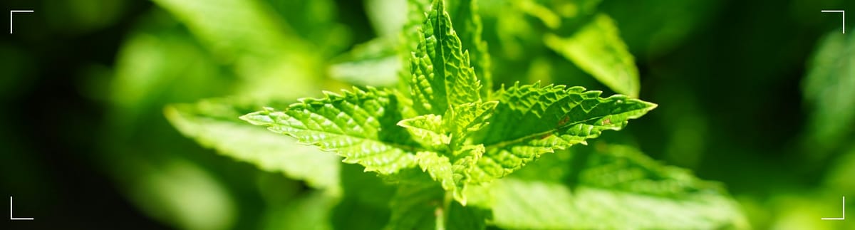Lemon balm
