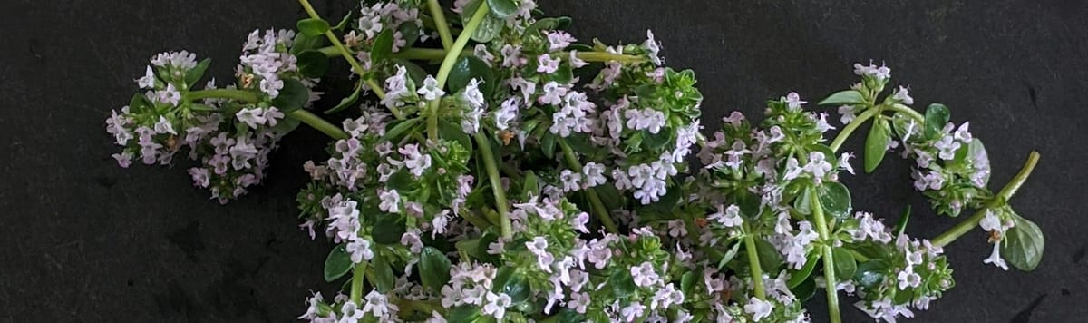 Thyme- Cultivation and Harvesting