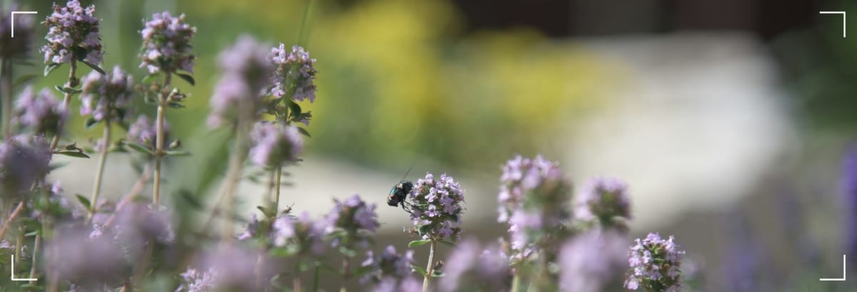 Thyme- Herbal Drug Knowledge