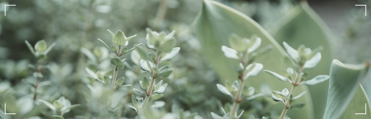 Thyme- Application Areas